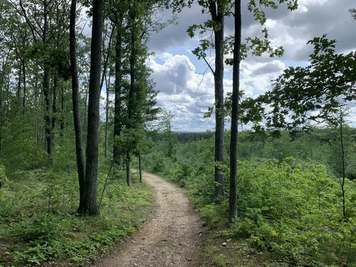 10 Best forest trails in Roscommon | AllTrails