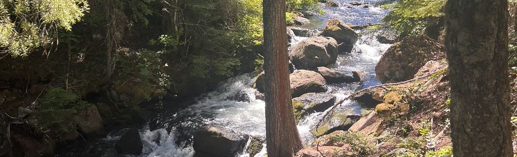 🌲 Energize Your Hikes with Maple Waffle Bites! –