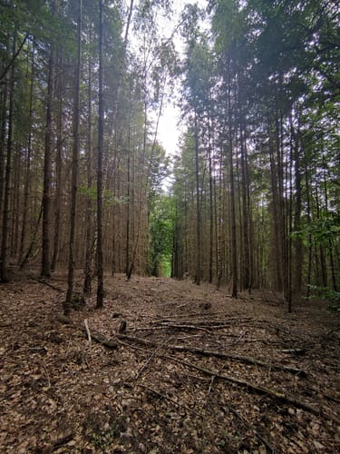Wattenbach nach Wellerode-Wald über dem Schorn