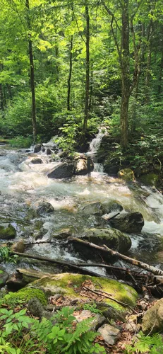 Best Wild Flowers Trails in Chittenden | AllTrails