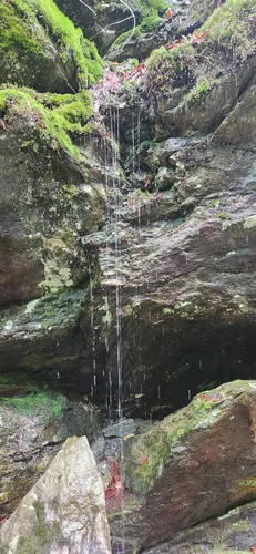 Best Wild Flowers Trails in Chittenden | AllTrails