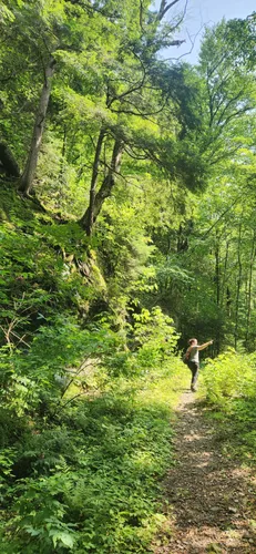 Best Wild Flowers Trails in Chittenden | AllTrails