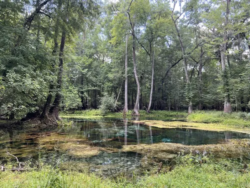 Best Hikes and Trails in Gilchrist - EyJidWNrZXQiOiJhc3NldHMuYWxsdHJhaWxzLmNvbSIsImtleSI6InVwbG9hZHMvcGhvdG8vaW1hZ2UvNjI2NzkwNDUvZGViMTYwZjdmNDc0OTViZTQ4NGQ4OWI3MTU1Njg3ZTMuanBnIiwiZWRpdHMiOnsidG9Gb3JtYXQiOiJ3ZWJwIiwicmVzaXplIjp7IndpZHRoIjo1MDAsImhlaWdodCI6NTAwLCJmaXQiOiJpbnNpZGUifSwicm90YXRlIjpudWxsLCJqcGVnIjp7InRyZWxsaXNRdWFudGlzYXRpb24iOnRydWUsIm92ZXJzaG9vdERlcmluZ2luZyI6dHJ1ZSwib3B0aW1pc2VTY2FucyI6dHJ1ZSwicXVhbnRpc2F0aW9uVGFibGUiOjN9fX0=