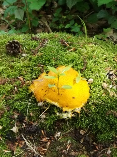 Troisdorf - Agger - Wahner Heide