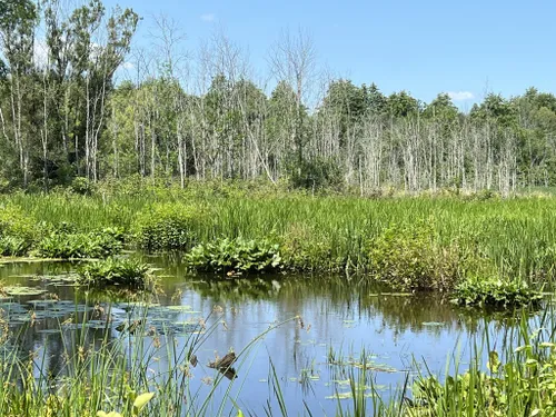 Best Hikes and Trails in Black Creek Marsh Wildlife Management Area ...