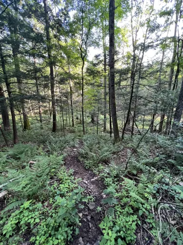 2023 Best Easy Trails in Montrose | AllTrails