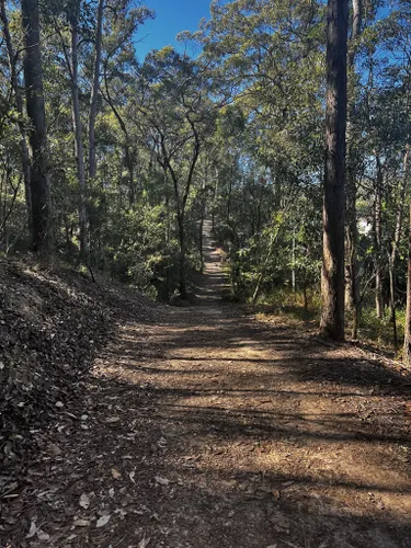 10 Best Trails and Hikes in Brisbane | AllTrails