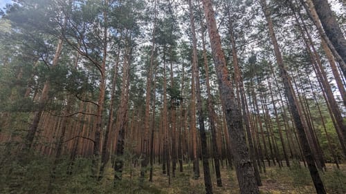 Um den Bärwalder See
