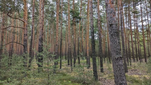 Um den Bärwalder See