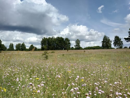 Burgruine Breydin bei Trampe