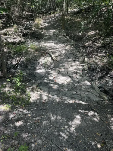 2023 Best Walking Trails in McKinney - EyJidWNrZXQiOiJhc3NldHMuYWxsdHJhaWxzLmNvbSIsImtleSI6InVwbG9hZHMvcGhvdG8vaW1hZ2UvNjI4NTM4MjQvOGRlM2RlM2EwMTk5MTBiOWNmMGUwN2IyNDNhMmQwNWYuanBnIiwiZWRpdHMiOnsidG9Gb3JtYXQiOiJ3ZWJwIiwicmVzaXplIjp7IndpZHRoIjo1MDAsImhlaWdodCI6NTAwLCJmaXQiOiJpbnNpZGUifSwicm90YXRlIjpudWxsLCJqcGVnIjp7InRyZWxsaXNRdWFudGlzYXRpb24iOnRydWUsIm92ZXJzaG9vdERlcmluZ2luZyI6dHJ1ZSwib3B0aW1pc2VTY2FucyI6dHJ1ZSwicXVhbnRpc2F0aW9uVGFibGUiOjN9fX0=