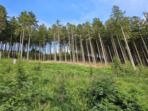Auf dem Kammweg zum Raabe-Turm (Hz 3)