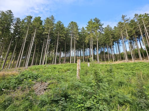 Auf dem Kammweg zum Raabe-Turm (Hz 3)