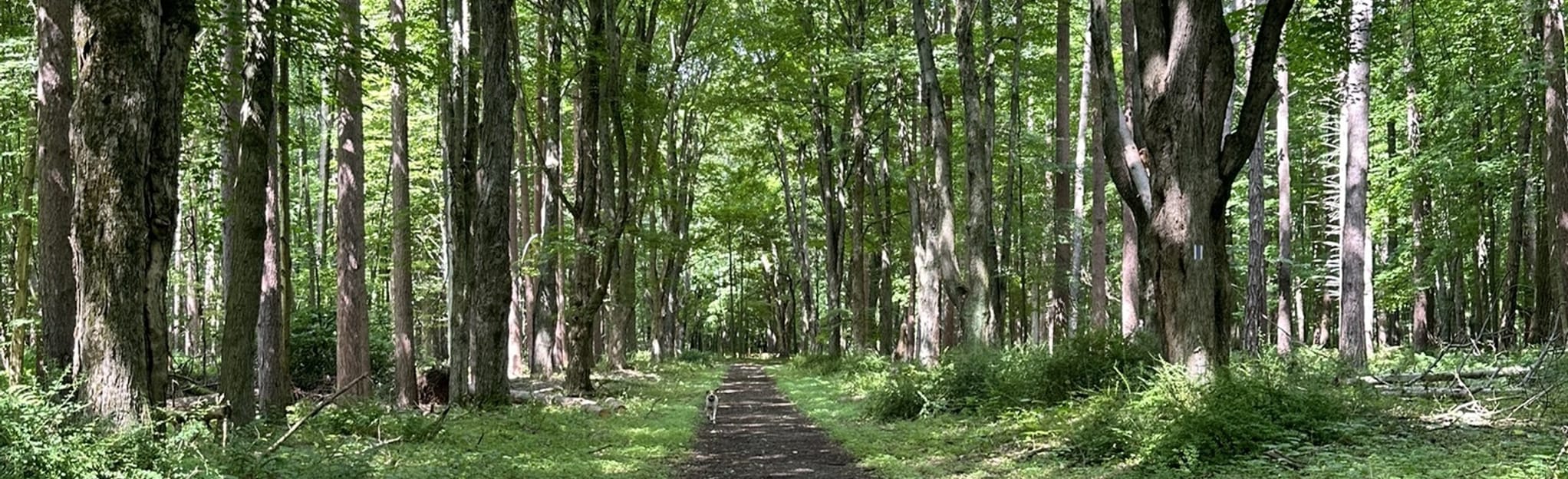 Mary Jemison Trail 135 foto New York AllTrails