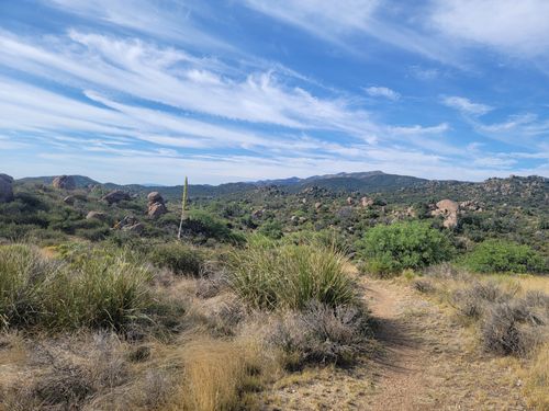 10 Best Kid Friendly Trails in Saguaro National Park