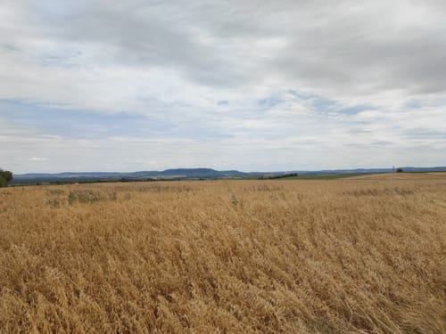 Kleine Runde von Kitzingen nach Buchbrunn