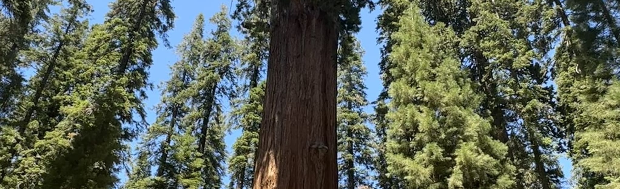 Lodgepole to Sherman Tree, California 116 Reviews, Map AllTrails