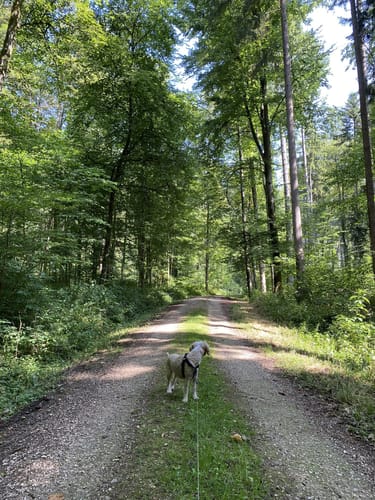 Mutlangen Rundwanderweg 4