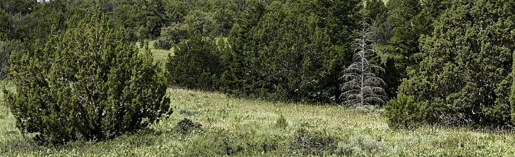 South Willow Canyon via Mining Fork Trail, Utah 74 Reviews, Map