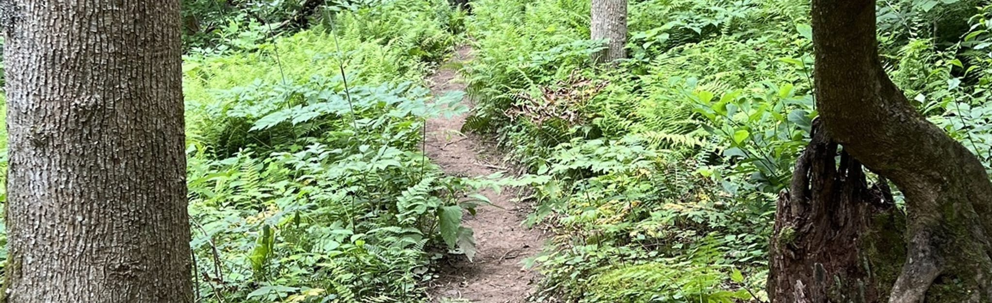 Peg Leg Mine Trail, Tennessee - 73 Reviews, Map | AllTrails