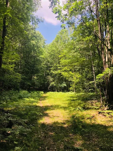 Au Sable State Park Mi : Huron-Manistee National Forests – WLEN