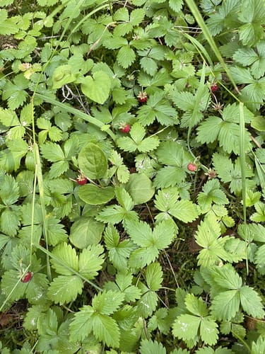 Arzberg Rundweg 3: Diebsteig