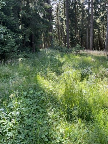 Arzberg Rundweg 3: Diebsteig