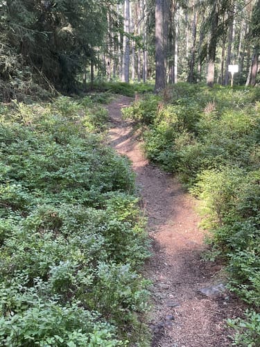 Arzberg Rundweg 3: Diebsteig