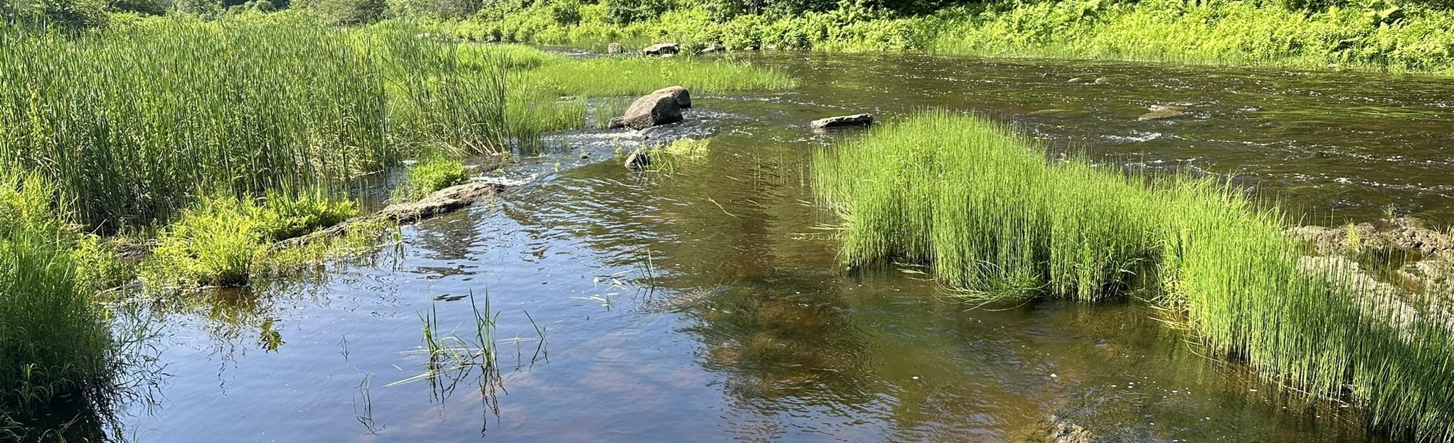 Whitefield Salmon Preserve Trail Loop 102 Reviews, Map Maine AllTrails