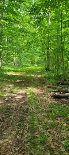 Best Forest Trails in Peshtigo | AllTrails