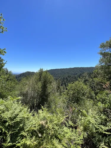 10 Best Hikes and Trails in Henry Cowell Redwoods State Park