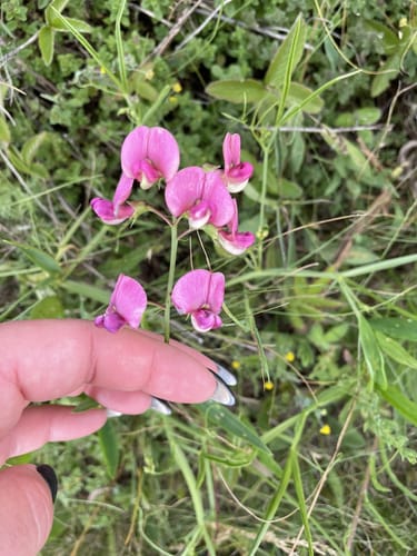 Wildkatzenpfad Hainich