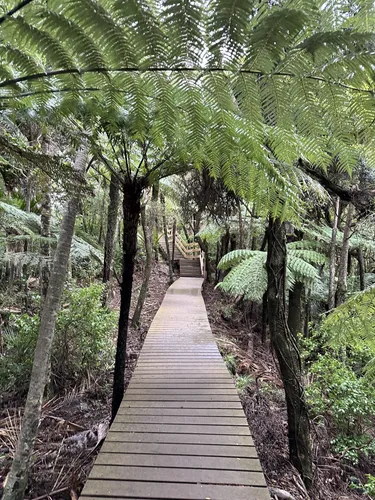 2023 Best Cave Trails in Waitakere Ranges Regional Park | AllTrails