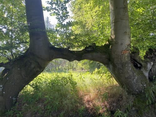 Rundwanderweg in Simmerath