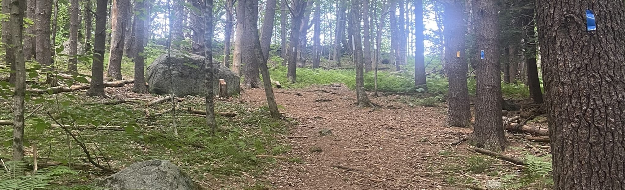 Prescott Farm Pond Trail Loop, New Hampshire 27 Reviews, Map AllTrails