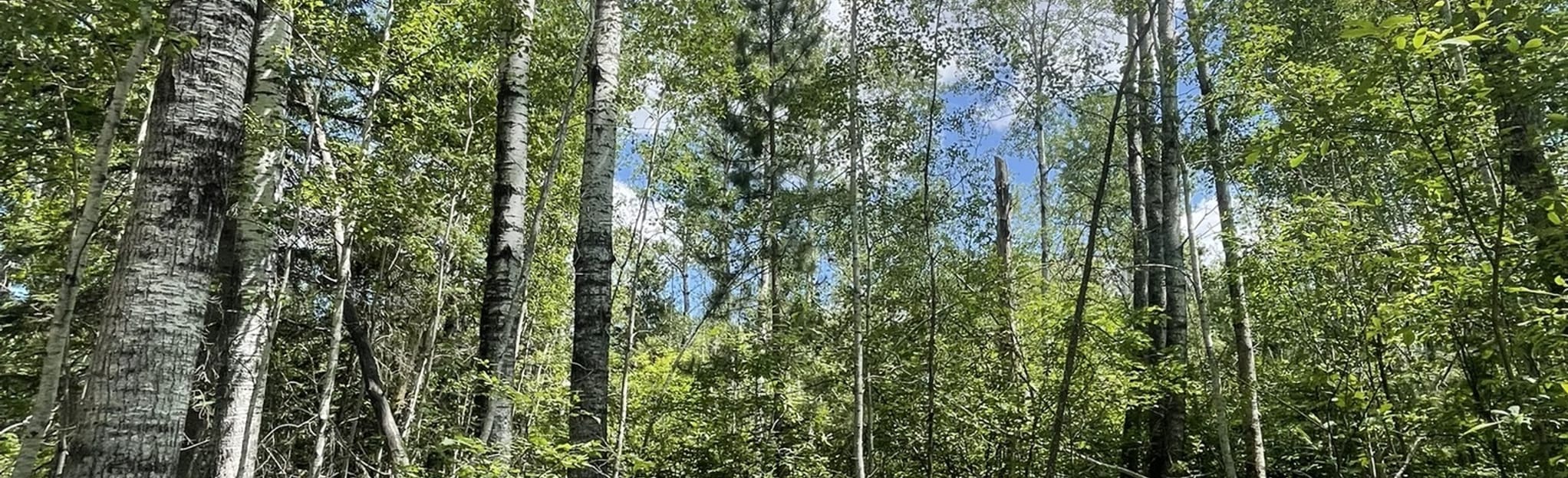 Poplar Point Trail 56 Reviews, Map Ontario, Canada AllTrails