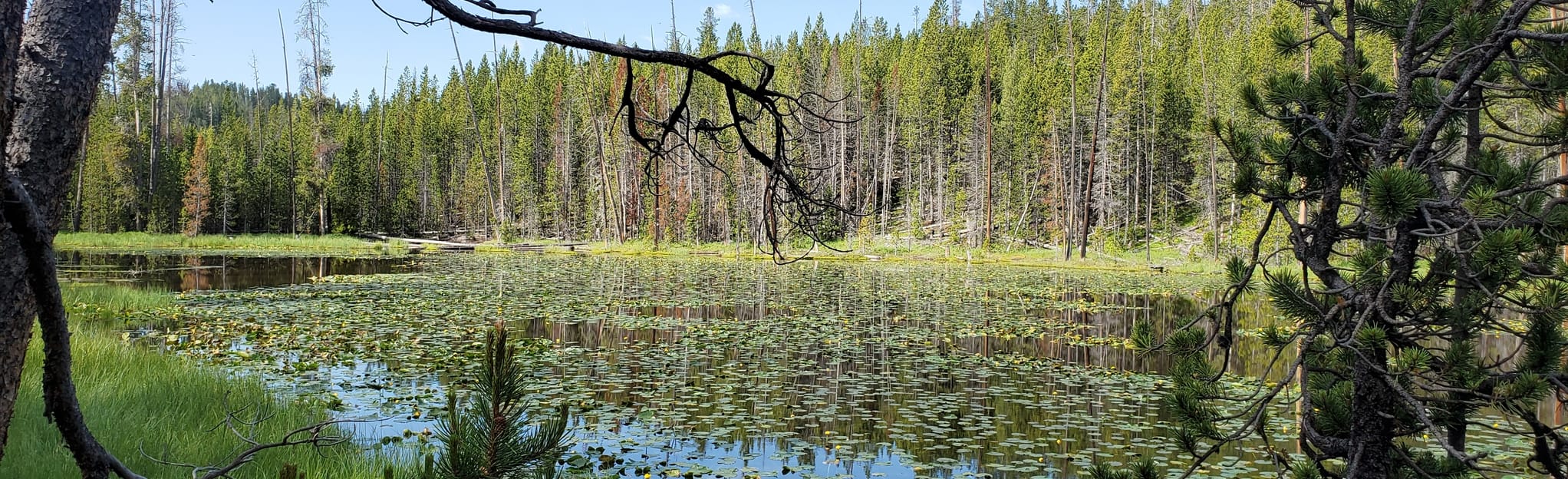 Ribbon Lake Trail 187 Reviews, Map Montana AllTrails