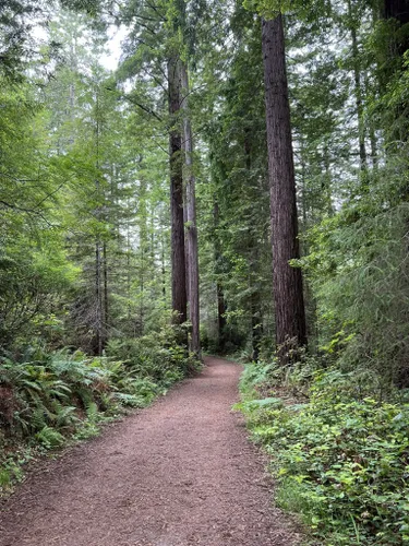 10 Best Forest Trails in Arcata Community Forest | AllTrails