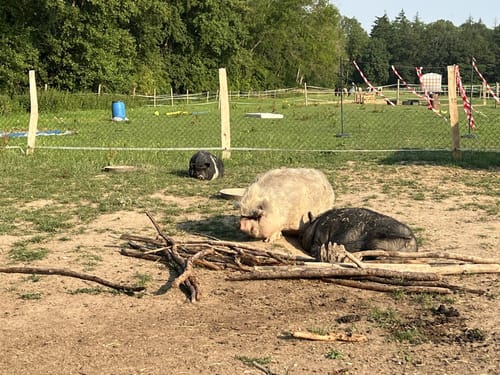 Weeze nach Kevelaer entlang der Niers