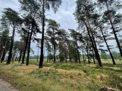 Zandbergen - Herkenbosscherheide - Meinweg