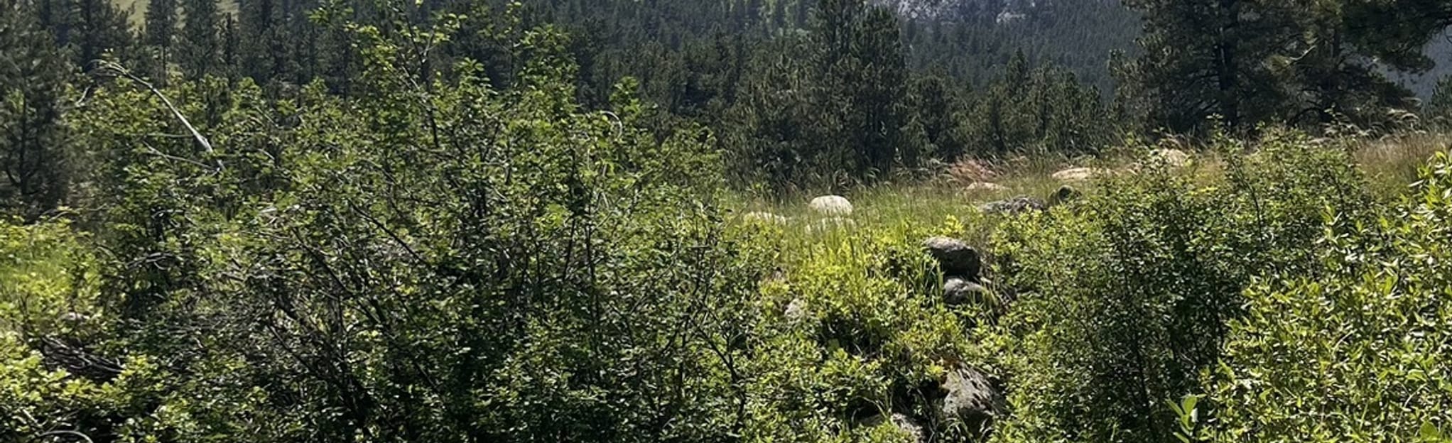 Mosiers Gulch Trail 68 Reviews, Map Wyoming AllTrails