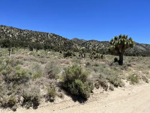 2023 Best Views Trails In Johnson Valley Alltrails