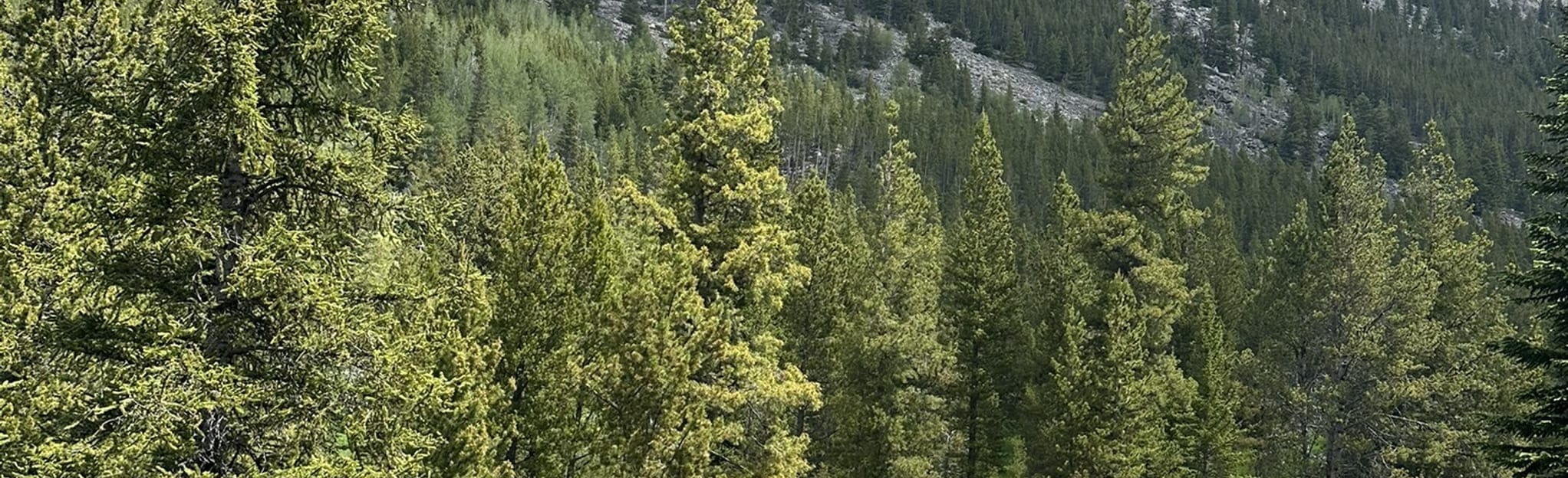 Black Canyon Lake, Montana 64 Reviews, Map AllTrails