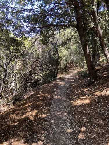 2023 Best Bird Watching Trails in Leona Valley AllTrails