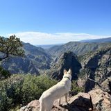 Royal Gorge Overlook Loop, Colorado - 881 Reviews, Map | AllTrails