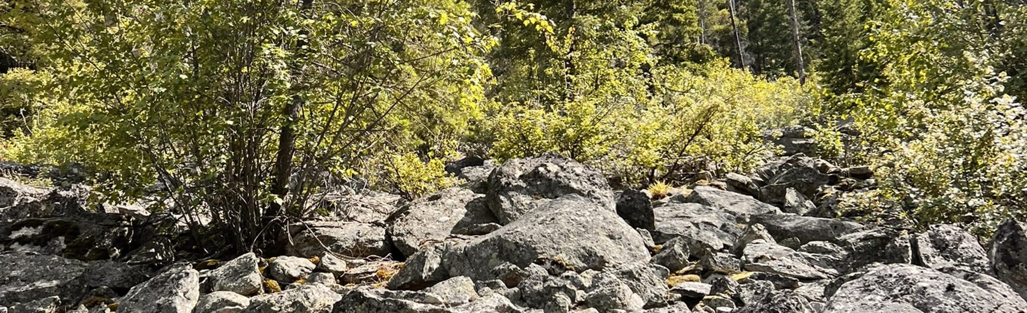 Bear Creek Trail, Montana 366 Reviews, Map AllTrails