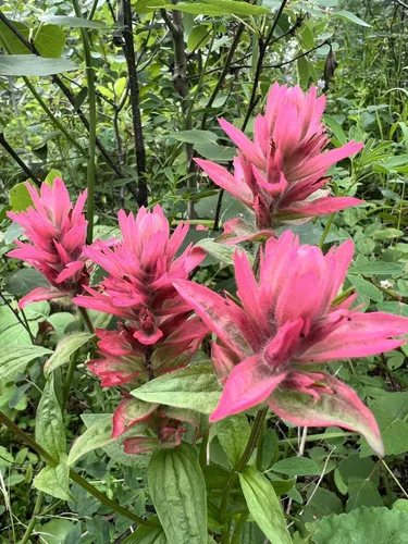 2023 Best Wild Flowers Trails in Wedgewood AllTrails