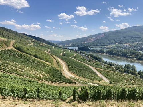 In Vino Veritas (Premiumwanderweg)