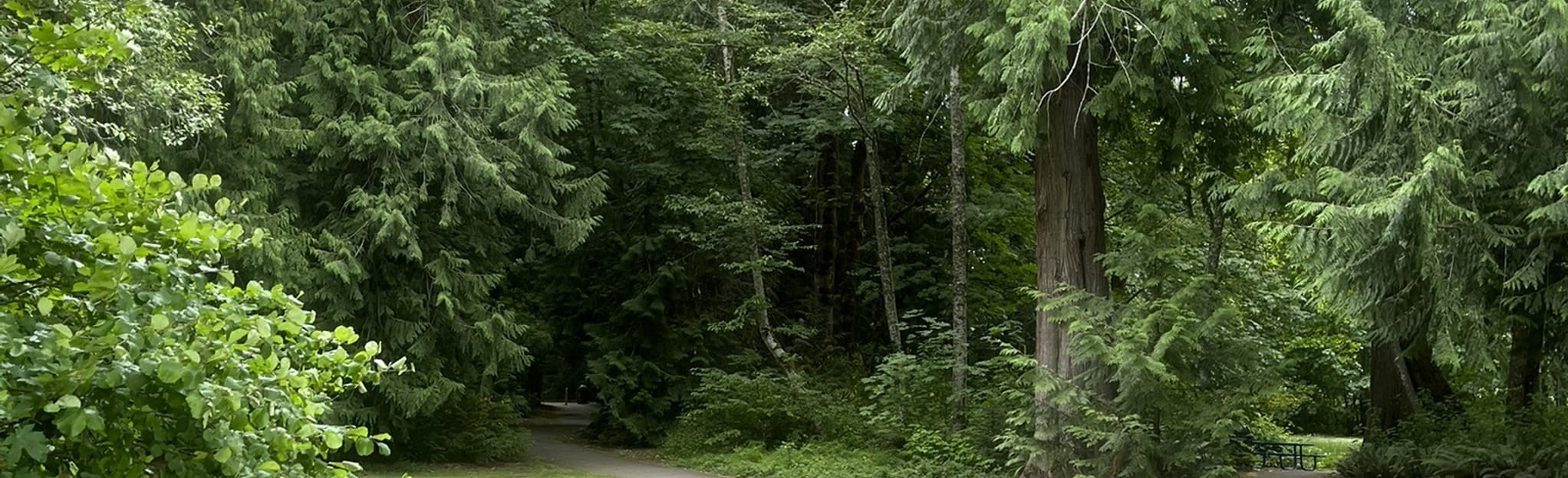 Wonderwood Park Walk, Washington 129 Reviews, Map AllTrails