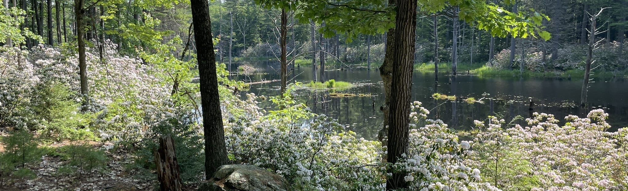 Lo Flo and Holbrook Trail 185 Reviews, Map New Hampshire AllTrails